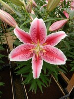 [4320 Tasman GA No02.JPG]